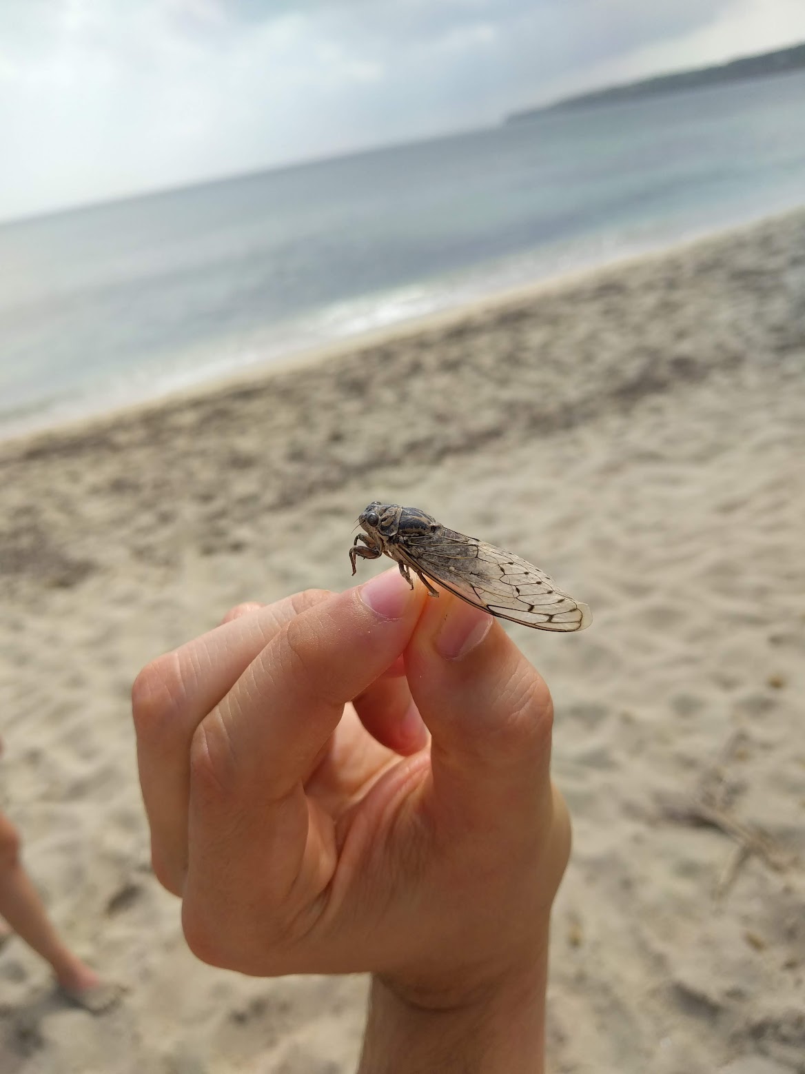 A curious fly in Formentera